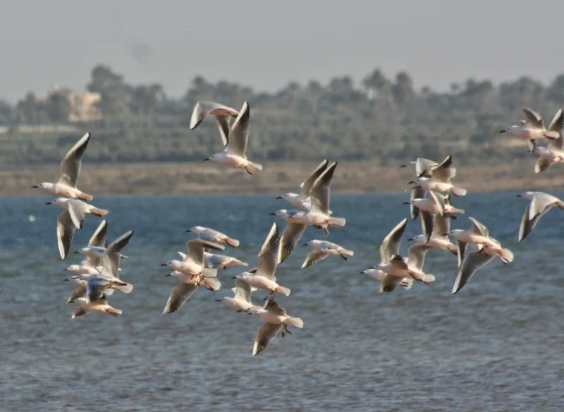 Fayoum Oase